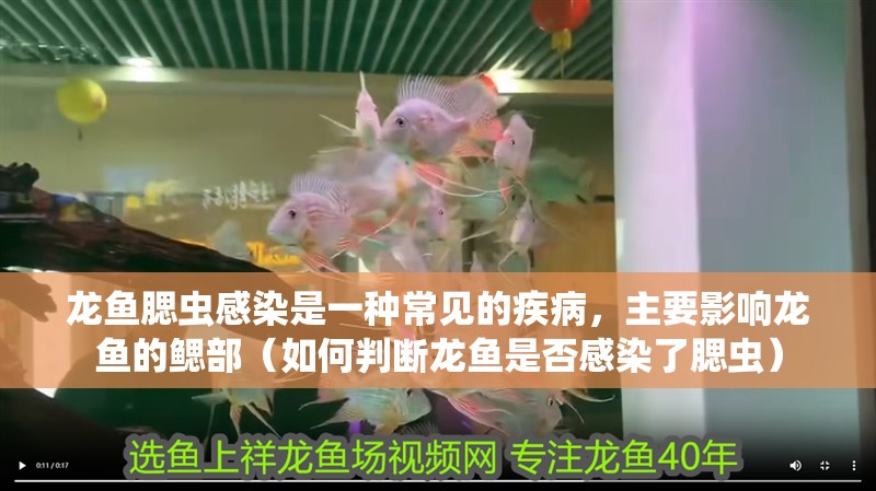 龍魚腮蟲感染是一種常見的疾病，主要影響龍魚的鰓部（如何判斷龍魚是否感染了腮蟲）
