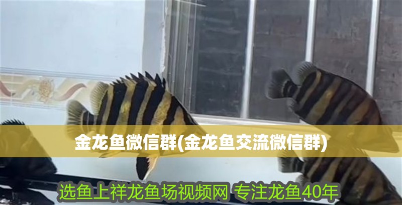 金龍魚微信群(金龍魚交流微信群)
