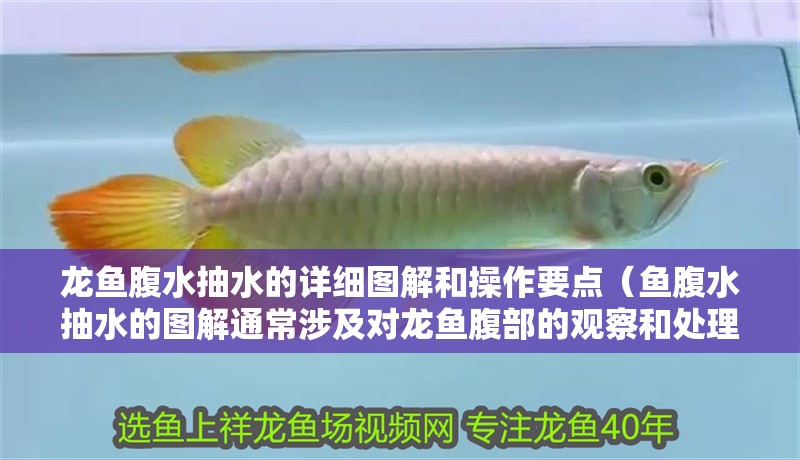龍魚腹水抽水的詳細圖解和操作要點（魚腹水抽水的圖解通常涉及對龍魚腹部的觀察和處理）