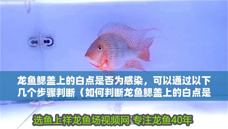 龍魚鰓蓋上的白點是否為感染，可以通過以下幾個步驟判斷（如何判斷龍魚鰓蓋上的白點是否感染） 龍魚鰓蓋上的白點是否為感染，可以通過以下幾個步驟判斷（如何判斷龍魚鰓蓋上的白點是否感染） 龍魚百科