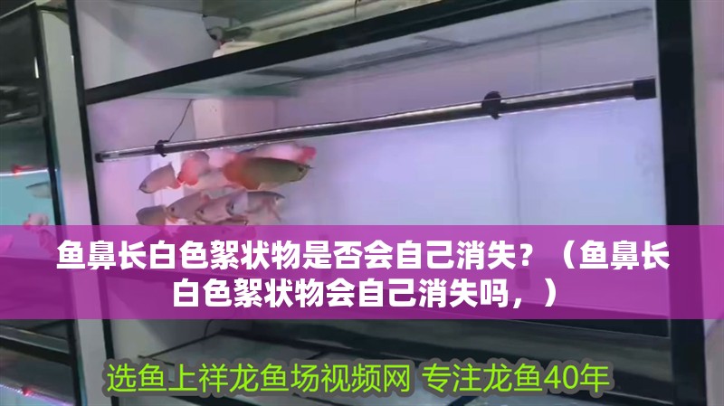 魚鼻長白色絮狀物是否會自己消失？（魚鼻長白色絮狀物會自己消失嗎，） 魚鼻長白色絮狀物是否會自己消失？（魚鼻長白色絮狀物會自己消失嗎，） 龍魚百科