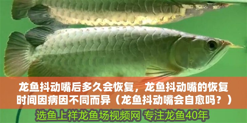 龍魚抖動嘴后多久會恢復，龍魚抖動嘴的恢復時間因病因不同而異（龍魚抖動嘴會自愈嗎？）