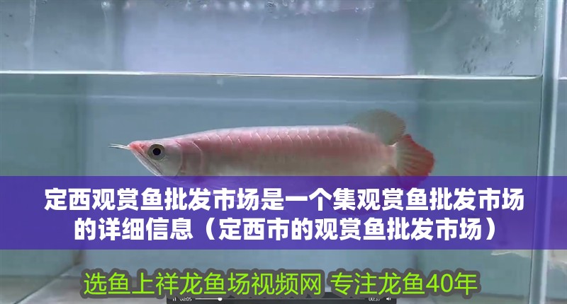 定西觀賞魚批發(fā)市場是一個集觀賞魚批發(fā)市場的詳細信息（定西市的觀賞魚批發(fā)市場）