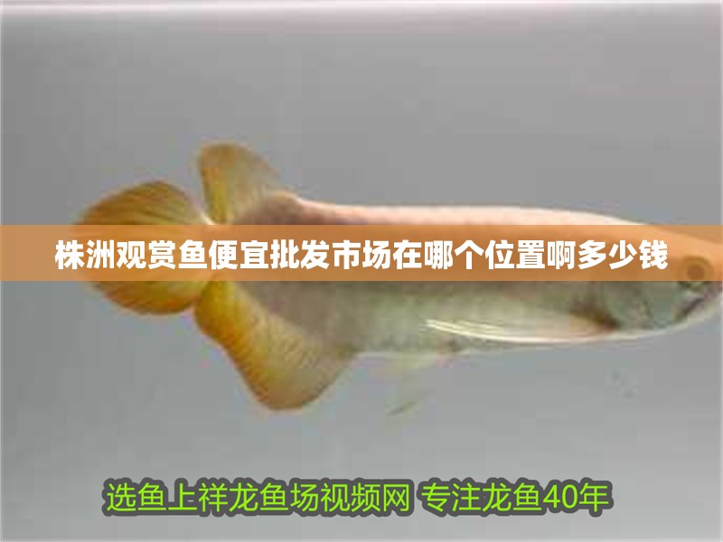 株洲觀賞魚便宜批發市場在哪個位置啊多少錢