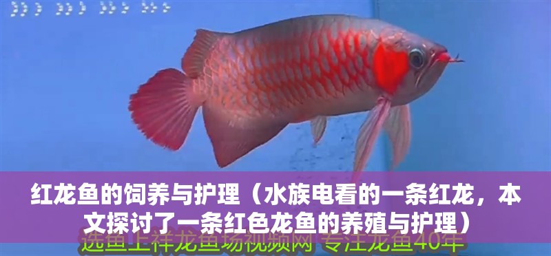紅龍魚的飼養與護理（水族電看的一條紅龍，本文探討了一條紅色龍魚的養殖與護理）