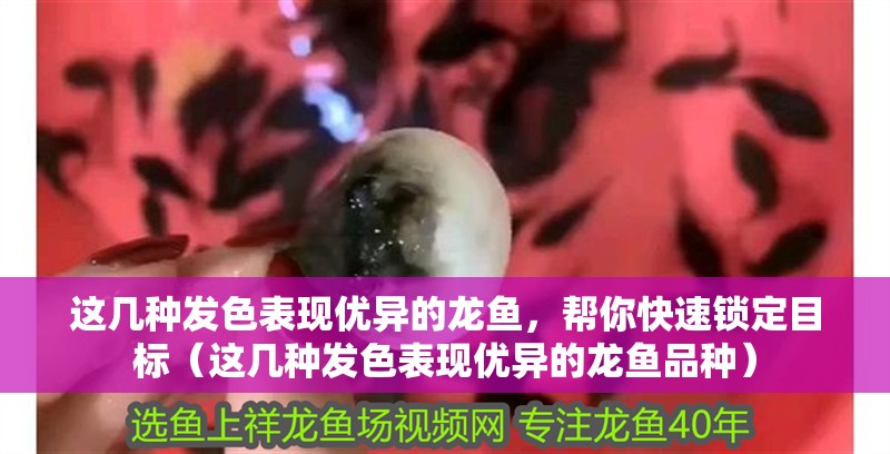 這幾種發(fā)色表現(xiàn)優(yōu)異的龍魚(yú)，幫你快速鎖定目標(biāo)（這幾種發(fā)色表現(xiàn)優(yōu)異的龍魚(yú)品種）
