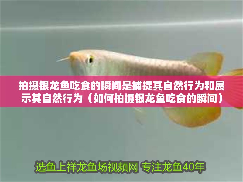 拍攝銀龍魚吃食的瞬間是捕捉其自然行為和展示其自然行為（如何拍攝銀龍魚吃食的瞬間）