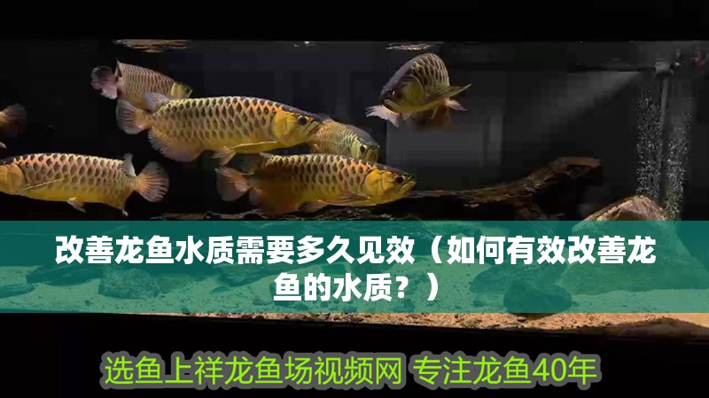 改善龍魚水質需要多久見效（如何有效改善龍魚的水質？）