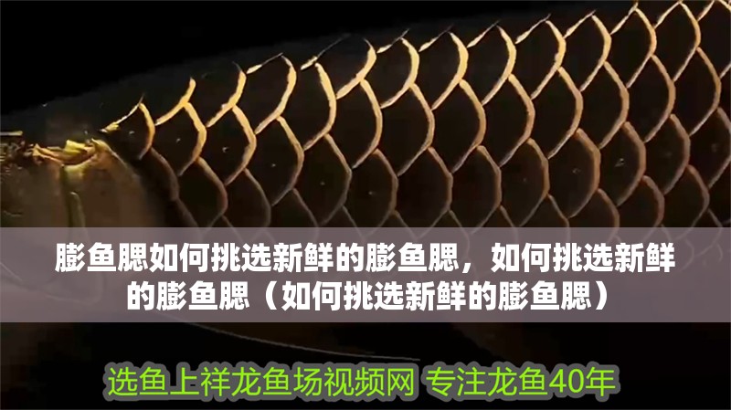 膨魚腮如何挑選新鮮的膨魚腮，如何挑選新鮮的膨魚腮（如何挑選新鮮的膨魚腮） 膨魚腮如何挑選新鮮的膨魚腮，如何挑選新鮮的膨魚腮（如何挑選新鮮的膨魚腮） 龍魚百科