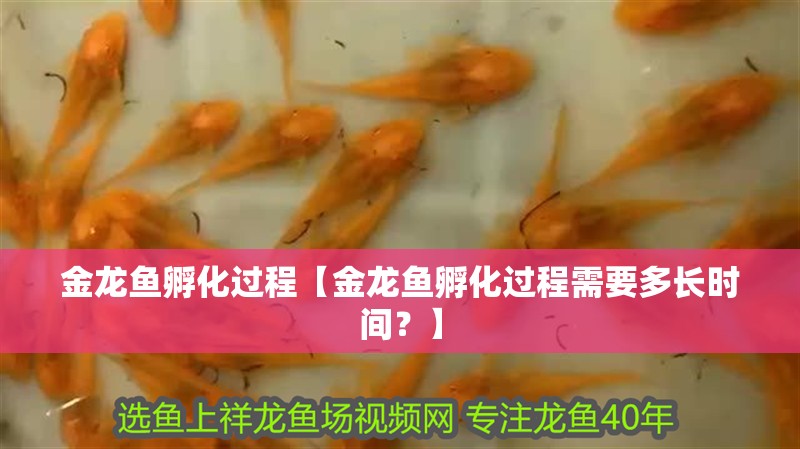 金龍魚孵化過程【金龍魚孵化過程需要多長(zhǎng)時(shí)間？】 金龍魚孵化過程【金龍魚孵化過程需要多長(zhǎng)時(shí)間？】 觀賞魚百科