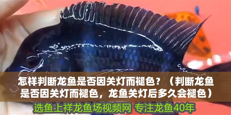 怎樣判斷龍魚是否因關燈而褪色？（判斷龍魚是否因關燈而褪色，龍魚關燈后多久會褪色）