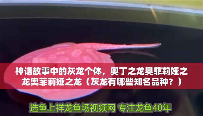 神話故事中的灰龍個體，奧丁之龍奧菲莉婭之龍奧菲莉婭之龍（灰龍有哪些知名品種？）