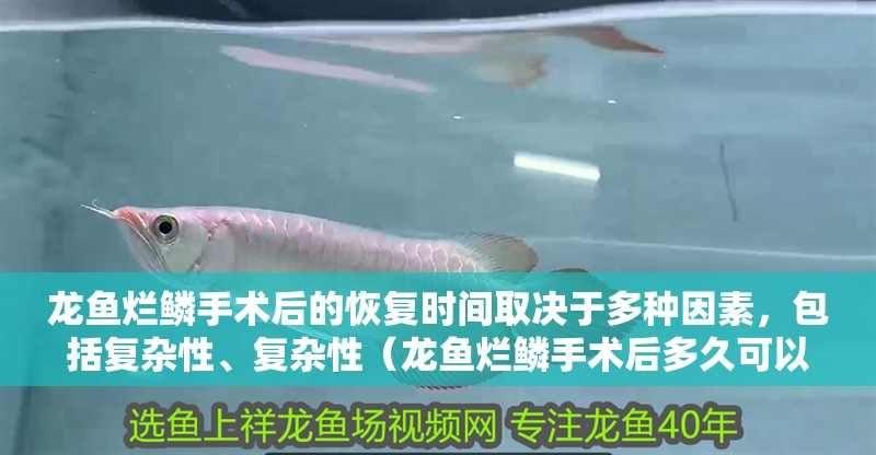 龍魚爛鱗手術后的恢復時間取決于多種因素，包括復雜性、復雜性（龍魚爛鱗手術后多久可以喂食？） 龍魚爛鱗手術后的恢復時間取決于多種因素，包括復雜性、復雜性（龍魚爛鱗手術后多久可以喂食？） 龍魚百科