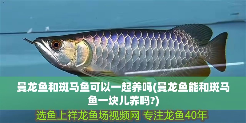 曼龍魚和斑馬魚可以一起養嗎(曼龍魚能和斑馬魚一塊兒養嗎?)