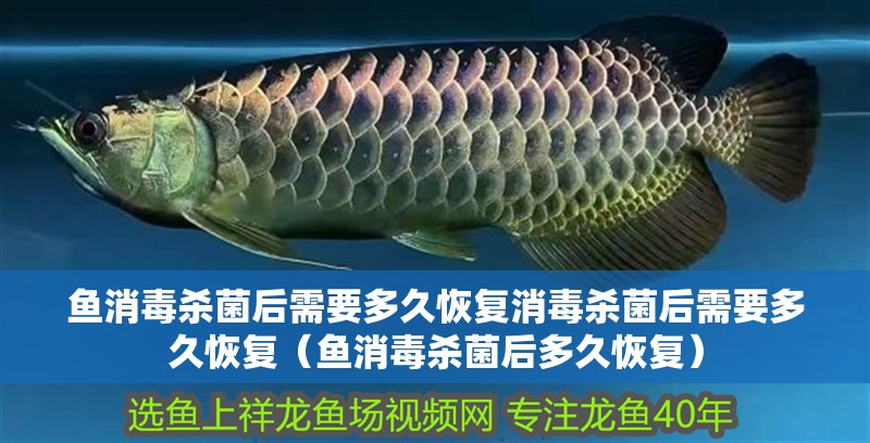 魚消毒殺菌后需要多久恢復消毒殺菌后需要多久恢復（魚消毒殺菌后多久恢復）