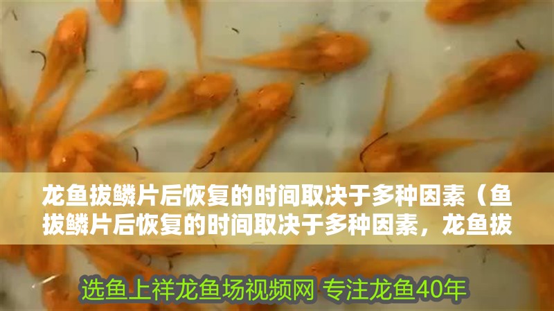 龍魚拔鱗片后恢復的時間取決于多種因素（魚拔鱗片后恢復的時間取決于多種因素，龍魚拔鱗后多久可以喂食）