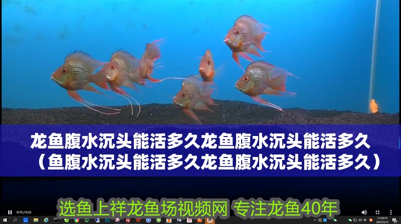 龍魚腹水沉頭能活多久龍魚腹水沉頭能活多久（魚腹水沉頭能活多久龍魚腹水沉頭能活多久）