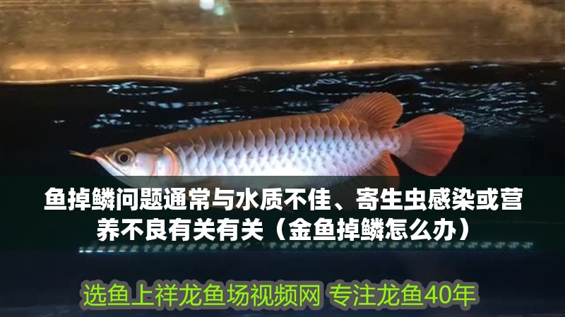 魚掉鱗問題通常與水質不佳、寄生蟲感染或營養不良有關有關（金魚掉鱗怎么辦）