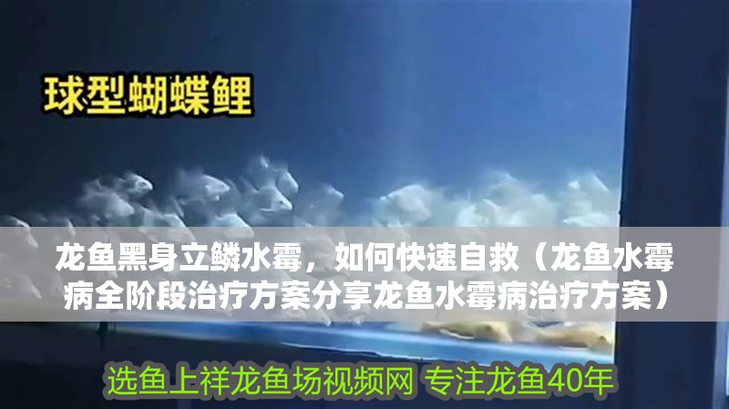 龍魚黑身立鱗水霉，如何快速自救（龍魚水霉病全階段治療方案分享龍魚水霉病治療方案）