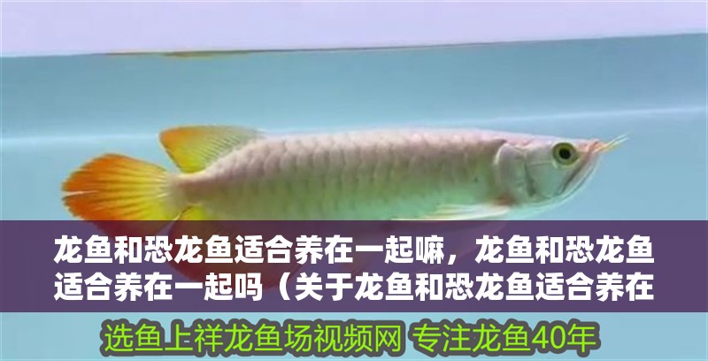 龍魚和恐龍魚適合養(yǎng)在一起嘛，龍魚和恐龍魚適合養(yǎng)在一起嗎（關(guān)于龍魚和恐龍魚適合養(yǎng)在一起嘛）