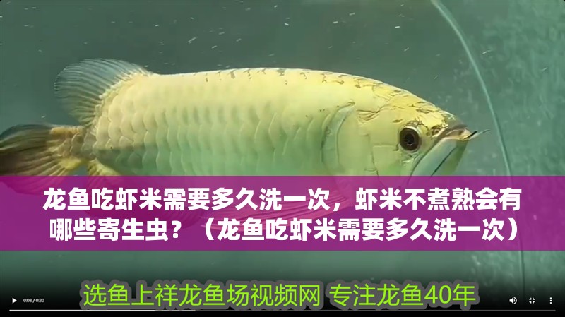 龍魚吃蝦米需要多久洗一次，蝦米不煮熟會(huì)有哪些寄生蟲？（龍魚吃蝦米需要多久洗一次）
