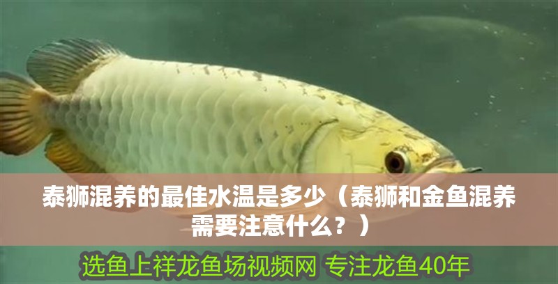 泰獅混養的最佳水溫是多少（泰獅和金魚混養需要注意什么？）