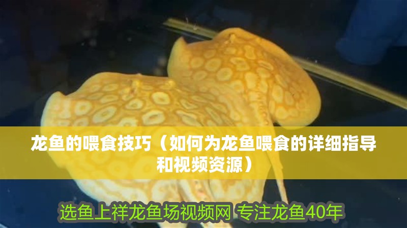 龍魚的喂食技巧（如何為龍魚喂食的詳細指導和視頻資源）