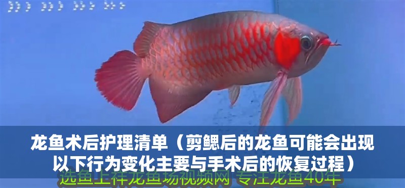 龍魚術(shù)后護理清單（剪鰓后的龍魚可能會出現(xiàn)以下行為變化主要與手術(shù)后的恢復過程）