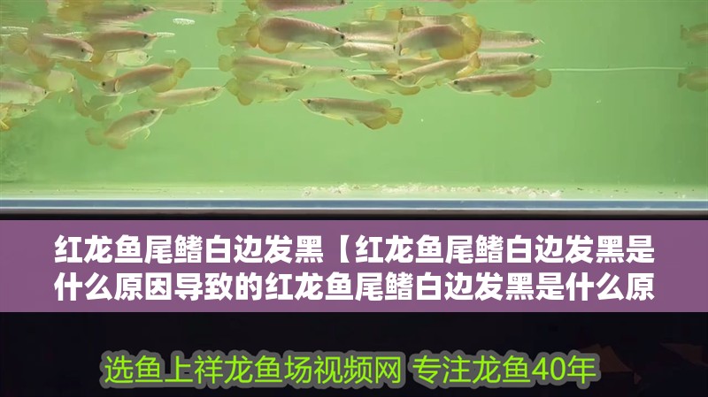 紅龍魚尾鰭白邊發黑【紅龍魚尾鰭白邊發黑是什么原因導致的紅龍魚尾鰭白邊發黑是什么原因導致的】