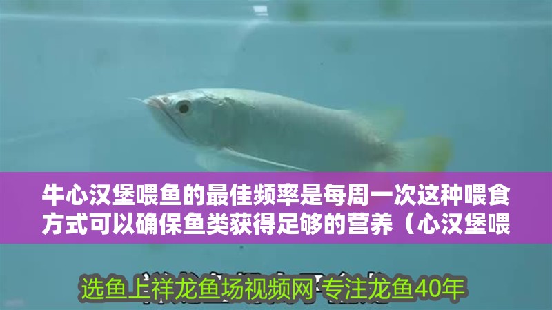 牛心漢堡喂魚的最佳頻率是每周一次這種喂食方式可以確保魚類獲得足夠的營養（心漢堡喂魚的最佳頻率是每周一次，牛心漢堡喂魚的最佳頻率是每周一次）
