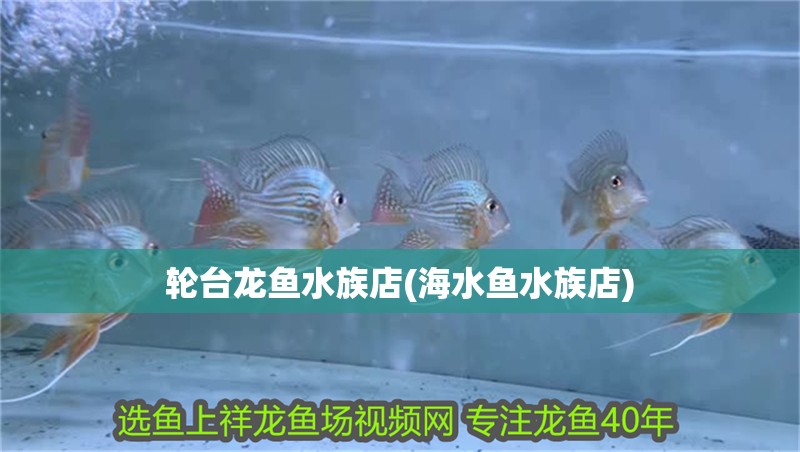 輪臺龍魚水族店(海水魚水族店)
