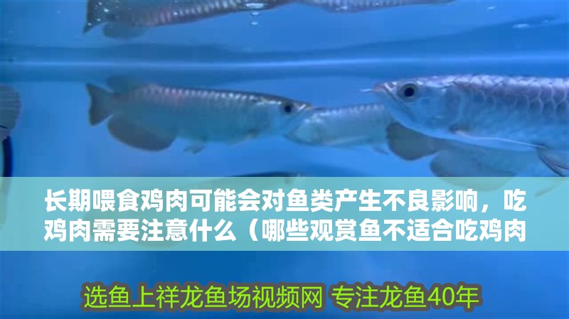 長(zhǎng)期喂食雞肉可能會(huì)對(duì)魚類產(chǎn)生不良影響，吃雞肉需要注意什么（哪些觀賞魚不適合吃雞肉？）