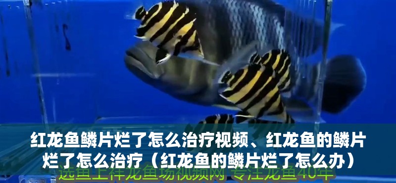 紅龍魚鱗片爛了怎么治療視頻、紅龍魚的鱗片爛了怎么治療（紅龍魚的鱗片爛了怎么辦）