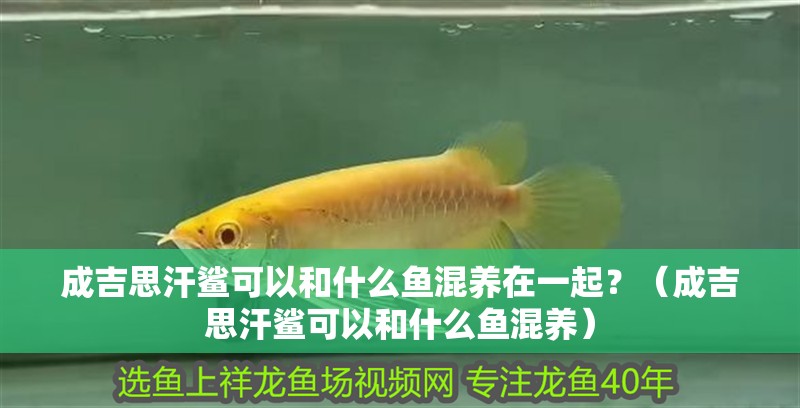 成吉思汗鯊可以和什么魚混養在一起？（成吉思汗鯊可以和什么魚混養）