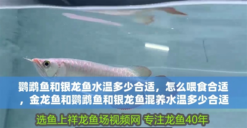 鸚鵡魚和銀龍魚水溫多少合適，怎么喂食合適，金龍魚和鸚鵡魚和銀龍魚混養(yǎng)水溫多少合適，鸚鵡魚和銀龍魚一起養(yǎng)