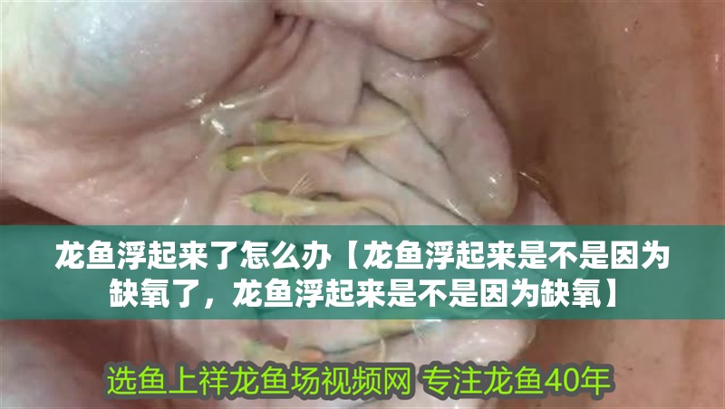 龍魚浮起來了怎么辦【龍魚浮起來是不是因為缺氧了，龍魚浮起來是不是因為缺氧】