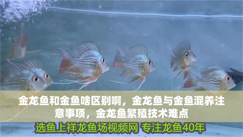 金龍魚和金魚啥區別啊，金龍魚與金魚混養注意事項，金龍魚繁殖技術難點