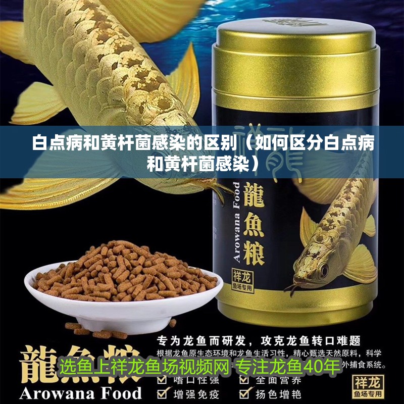 白點病和黃桿菌感染的區別（如何區分白點病和黃桿菌感染）