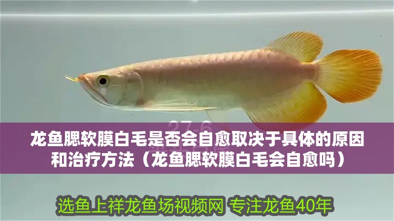 龍魚腮軟膜白毛是否會自愈取決于具體的原因和治療方法（龍魚腮軟膜白毛會自愈嗎）