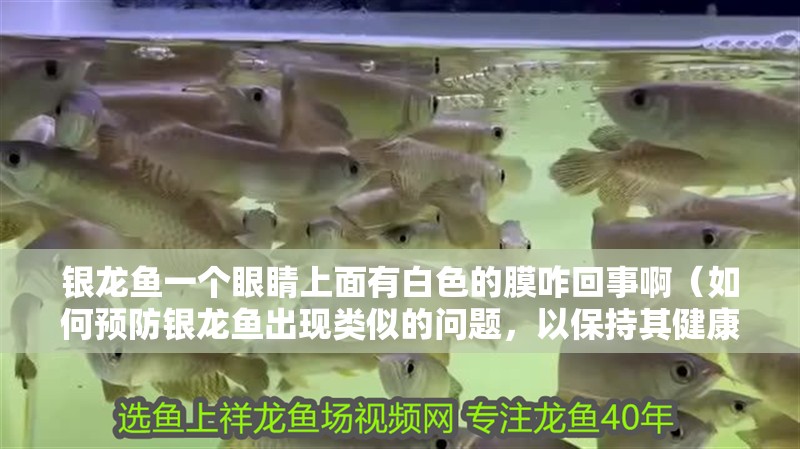 銀龍魚(yú)一個(gè)眼睛上面有白色的膜咋回事啊（如何預(yù)防銀龍魚(yú)出現(xiàn)類似的問(wèn)題，以保持其健康？）