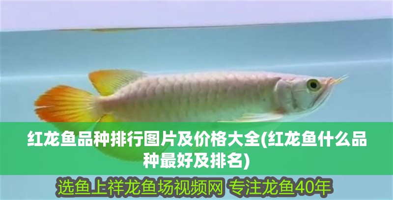 紅龍魚品種排行圖片及價格大全(紅龍魚什么品種最好及排名)