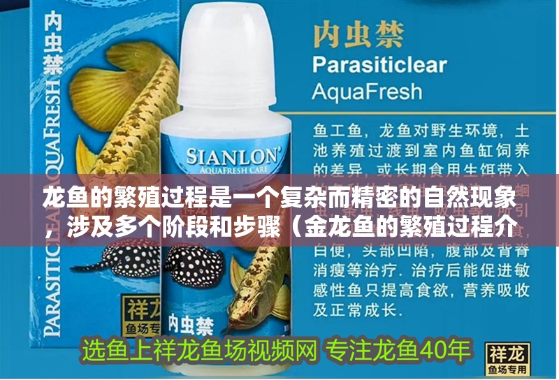 龍魚的繁殖過程是一個復雜而精密的自然現(xiàn)象，涉及多個階段和步驟（金龍魚的繁殖過程介紹） 龍魚的繁殖過程是一個復雜而精密的自然現(xiàn)象，涉及多個階段和步驟（金龍魚的繁殖過程介紹） 龍魚百科