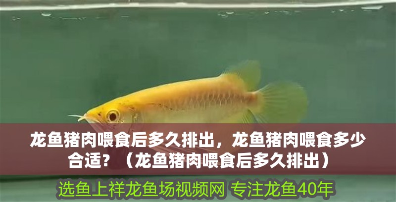 龍魚豬肉喂食后多久排出，龍魚豬肉喂食多少合適？（龍魚豬肉喂食后多久排出）