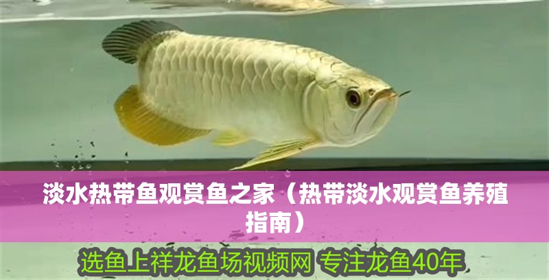 淡水熱帶魚觀賞魚之家（熱帶淡水觀賞魚養(yǎng)殖指南）