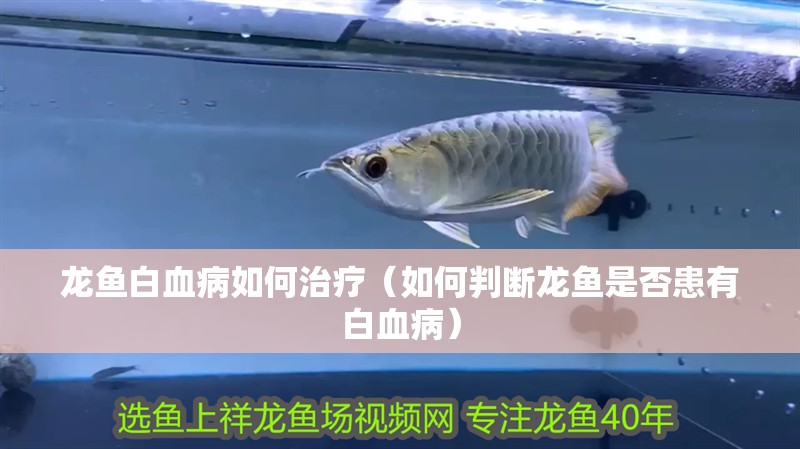 龍魚白血病如何治療（如何判斷龍魚是否患有白血病）