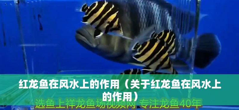 紅龍魚在風水上的作用（關于紅龍魚在風水上的作用）