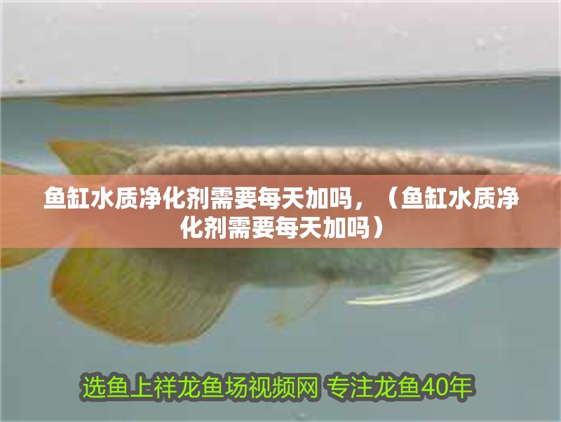 印度尼西亞紅龍魚價(jià)格 魚缸水質(zhì)凈化劑需要每天加嗎,(魚缸水質(zhì)凈化劑需要每天加嗎) 觀賞魚百科 魚缸水質(zhì)凈化劑需要每天加嗎,(魚缸水質(zhì)凈化劑需要每天加嗎) 魚缸水質(zhì)凈化劑需要每天加嗎,(魚缸水質(zhì)凈化劑需要每天加嗎) 觀賞魚百科