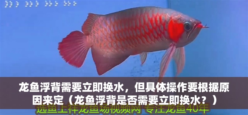 龍魚浮背需要立即換水，但具體操作要根據(jù)原因來定（龍魚浮背是否需要立即換水？）