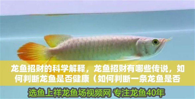 龍魚招財的科學解釋，龍魚招財有哪些傳說，如何判斷龍魚是否健康（如何判斷一條龍魚是否真的招財，龍魚招財的科學解釋）