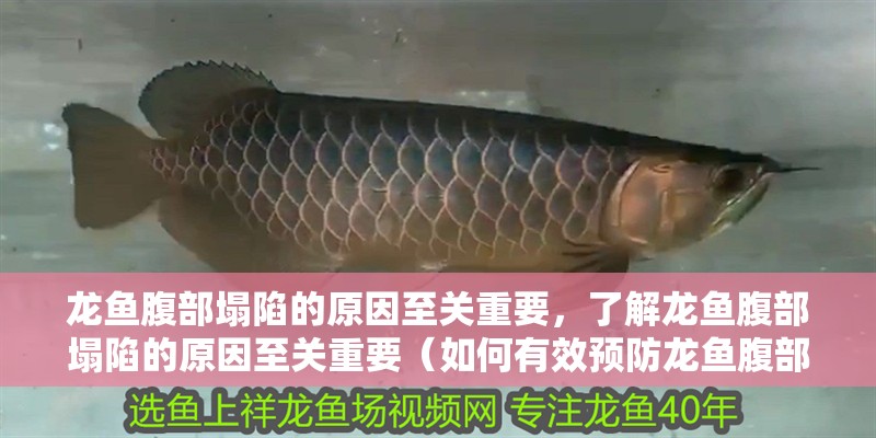 魚缸用增氧泵價格是多少:魚缸增氧機-xtrac增氧機-xtrac增氧機 龍魚腹部塌陷的原因至關重要,了解龍魚腹部塌陷的原因至關重要(如何有效預防龍魚腹部塌陷) 龍魚百科 龍魚腹部塌陷的原因至關重要,了解龍魚腹部塌陷的原因至關重要(如何有效預防龍魚腹部塌陷) 龍魚腹部塌陷的原因至關重要,了解龍魚腹部塌陷的原因至關重要(如何有效預防龍魚腹部塌陷) 龍魚百科